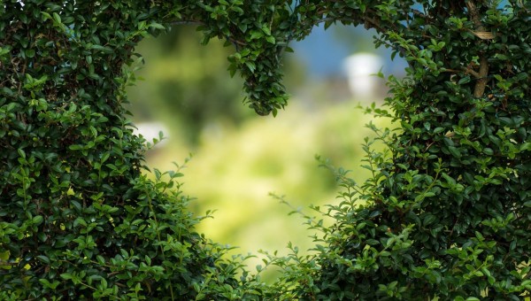 "GREEN HEART"